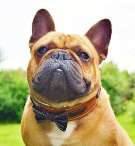 The "Bowtie" brown collar