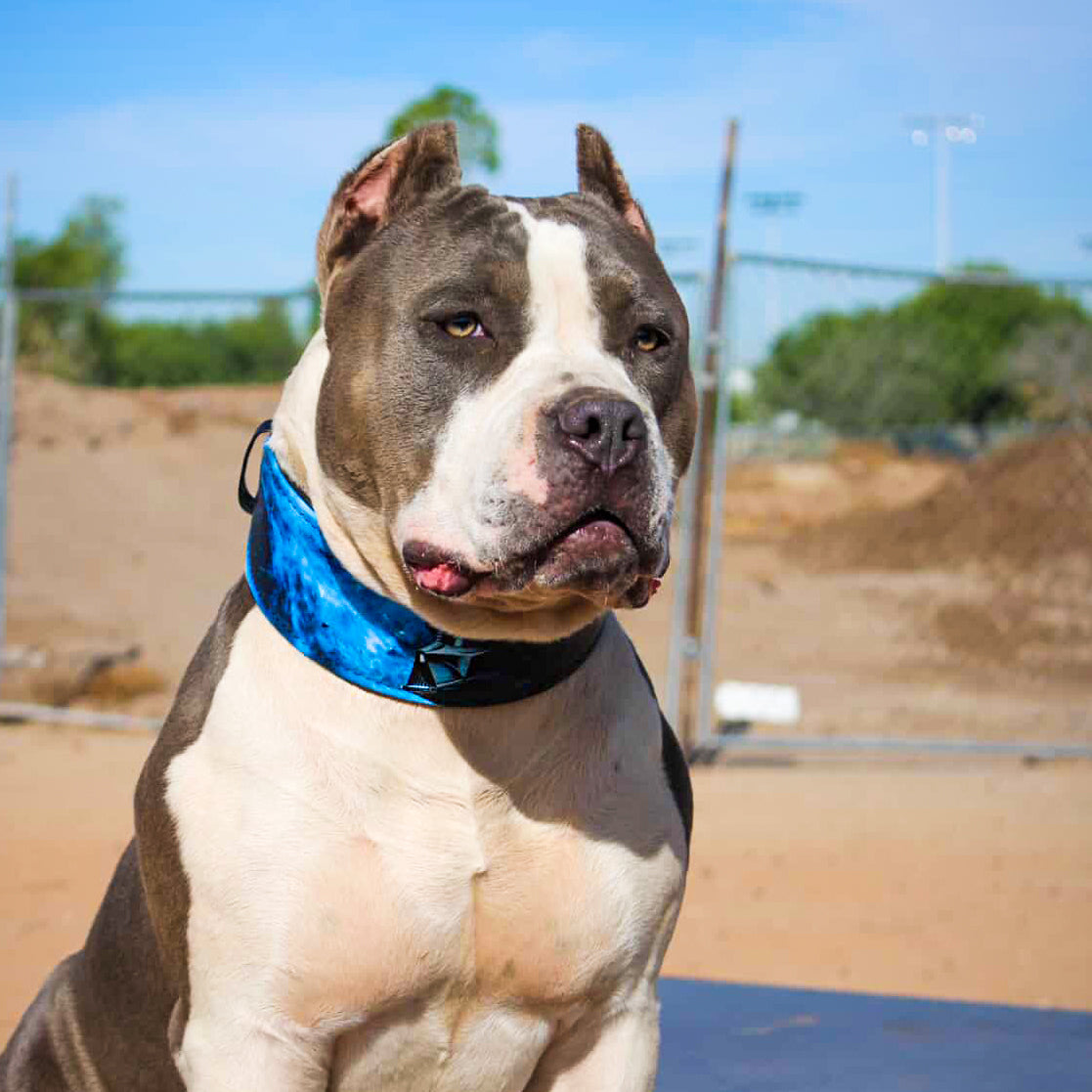 The Darth Force Limited Collar