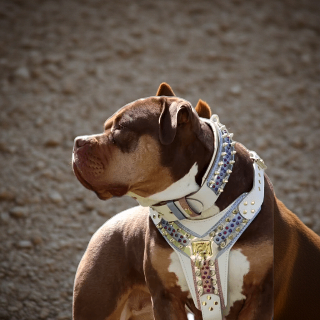 THE CANDY Harness