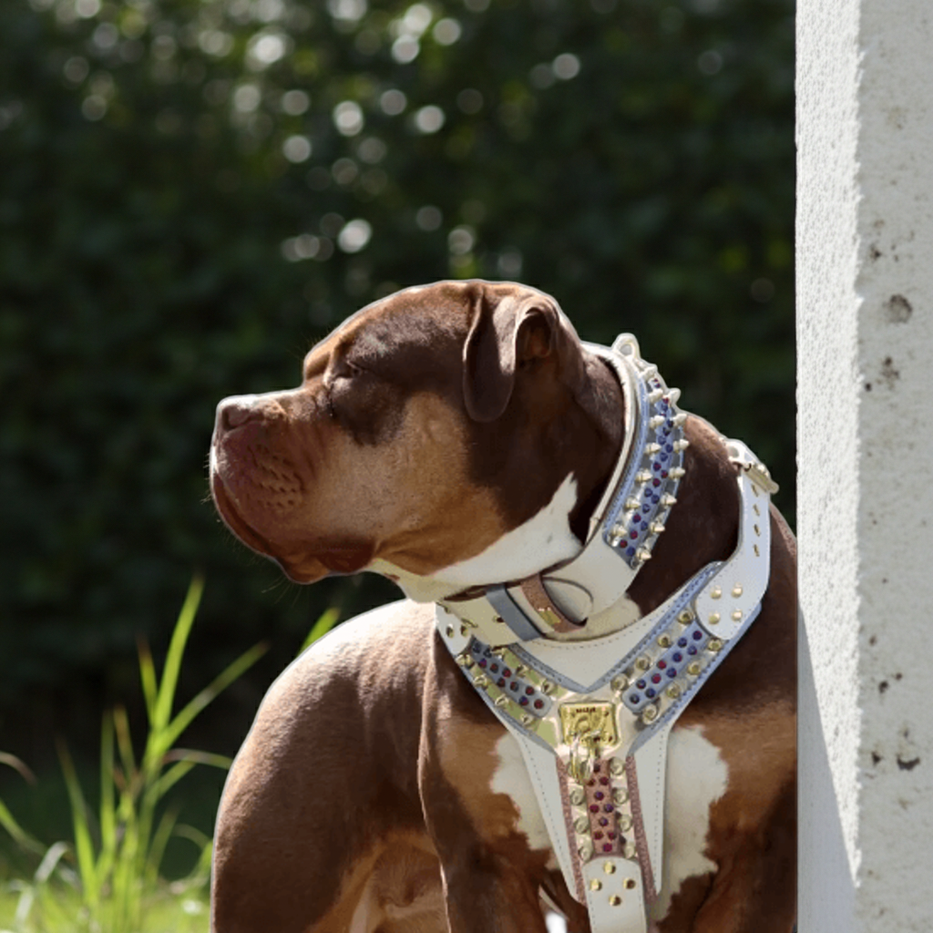 THE CANDY Harness