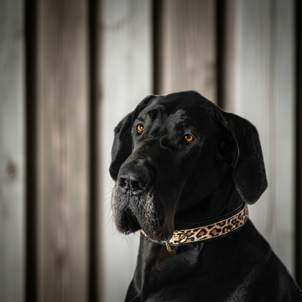 The Leopard Collar