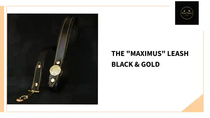 The "Maximus" leash black &amp; gold by@Outfy