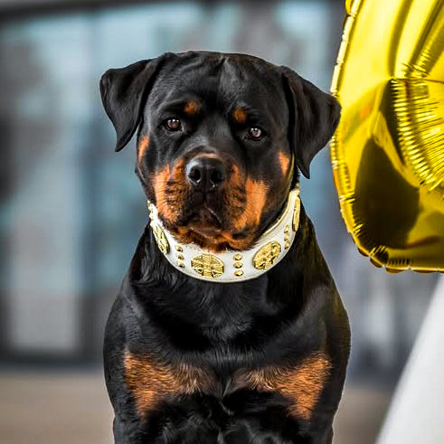 The "Maximus" collar 2.5 inch wide white & gold