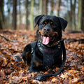 The "BATDOG" Harness